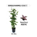 Mis Kokulu Hanımeli Çiçeği 1 Adet+Telgraf Çiçeği Hediye Peyzaj Seti, BTS01YGNA104
