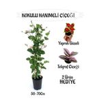 Mis Kokulu Hanımeli Çiçeği 1 Adet+Yaprak Güzeli-Telgraf Çiçekleri Hediye, BTS01YGNA95