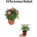 Mis Kokulu Hediyelik Şeker Pembe Karanfil Çiçeği Tül Kuşkonmaz Hediyeli