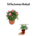 Mis Kokulu Hediyelik Şeker Pembe Karanfil Çiçeği Tül Kuşkonmaz Hediyeli