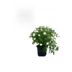 Mis Kokulu İzmir Yasemini Çiçeği 1 Adet Saksılı/Tüplü (30-60Cm)+Yaprak Güzeli