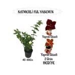 Mis Kokulu Katmerli Ful Yasemin 1 Adet Yaprak Güzeli Çiçeği Hediyeli