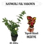 Mis Kokulu Katmerli Ful Yasemin 1 Adet+Sihirbaz Yaprak Güzeli Hediyeli