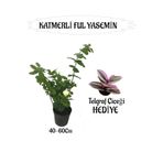 Mis Kokulu Katmerli Ful Yasemin 1 Adet+Telgraf Çiçeği Hediyeli, BTS01YGNA145