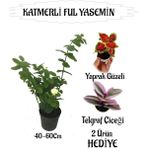 Mis Kokulu Katmerli Ful Yasemin 1 Adet+Yaprak Güzeli-Telgraf Çiçeği Hediyeli