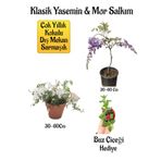 Mis Kokulu Klasik Yasemin Çiçeği+Mor Salkım Ağacı Fidanı Buz Çiçeği Hediyeli Peyzaj Seti