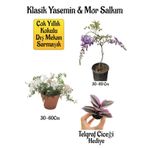 Mis Kokulu Klasik Yasemin Çiçeği+Mor Salkım Ağacı Fidanı Telgraf Çiçeği Hediyeli Peyzaj Seti