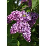 Mis Kokulu Leylak Çiçeği 1 Adet Saksılı/Tüplü 40-60 cm Dış Mekan Bitkisi (Syringa)
