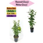 Mis Kokulu Melisa Fidanı Kokulu Hanımeli Çiçeği(40-80 cm) 2 Adet Kokulu Bahçe Seti