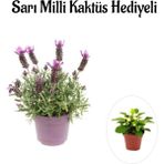 Mis Kokulu Mor Lavanta Fidanı Sevgililer Gününe Özelsarı Milli Kaktüs Hediyeli