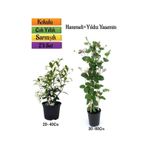Mis Kokulu Yıldız Yasemin+Kokulu Hanımeli Çiçeği Fidanı 2'li Bahçe Peyzaj Seti