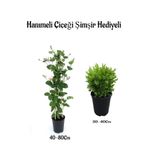 Mis Kolulu Hanımeli Çiçeği Fidanı+Çalı Şimşiri Fidanı Hediyeli Bahçe Bitkisi