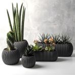 Misda Store 5 Parça Mercan Kaktüs Saksı Seti Plastik Sukulent Saksısı Set (Antrasit)