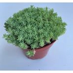 Misda Store Sedum Tohumu (Iri Damarlı Yapraklar) Yeşil Renkli - 15 Tohum