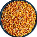 Mısır 500 gram Tavuk Yemi Yemlik Mısır Kanatlı Yemi Kaz Ördek Yemi Kuş Yemi