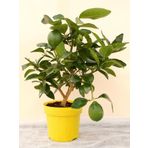 Misket Lime Limon Tohumu
