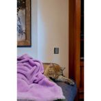 Mislina Home Paw Wellsoft Kedi Köpek Battaniyesi 100X100 cm Lila - 100 x 100 cm