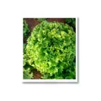 Mitofarm Tohumculuk 121163 Mitofarm Kıvırcık Marul Ortalama *4000 Adet / 5 Gr