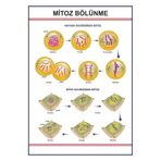 MİTOZ BÖLÜNME LEVHASI