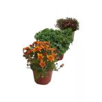 Mix Set Kasımpatı Fidanı Seti 3'Lü 10-20 Cm Chrysanthemum Flower