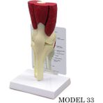 Miyang Diz Eklemi Maketi Kas, Tendon Eklem Modeli Model 33 - Renkli