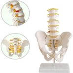 Miyang Pelvis Leğen Maketi Model 31 - Renkli