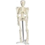 Miyang Tam Iskelet Maketi 45 cm Model 32