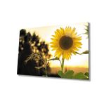 Miyrem Ayçiçeği Cam Tablo 110X70- myrm4928