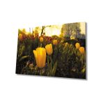 Miyrem Gün Batımı Sarı Laleler 110X70- myrm11596