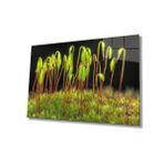 Miyrem Yeşil Bitkiler Cam TabloGreen Plants 110X70- myrm10112