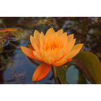 MMT 3 Adet Turuncu Renk Lotus Çiçeği (Nilüfer) Tohumu