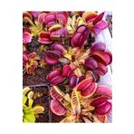 mobuflora Dev Kapanlı Dionaea Muscipula Tohum Yetiştirme Kiti Etobur Bitki