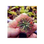 mobuflora Drosera Spatulata Güneş Gülü Etobur Bitki Yetişkin Boy 5,5 Cm Saksıda