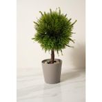 Modern Top Formlu Yapay Çam Bonsai, Taş Dolgulu Gri Saksıda Mini Ağaç, Çalışma Masası ve Raf Dekorasyonu
