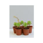 Moin Flowers Sedum Palmeri Sarı Çiçekli Sukulent 5'li Paket