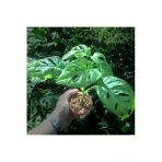 Monstera Adansonii Monkey Leaf (8.5 Cm Saksıda) - Nadir Tür Sıra Dışı Kaktüs, Sukulent Ve Bitkiler