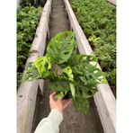 Monstera Adansonii-Monkey Mask-Ithal (Maymun Maskesi Monstera)