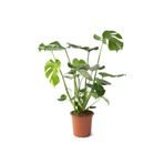 Monstera Bitkisi - 85-90 cm Çoklu Gövde Deve Tabanı Çiçeği
