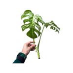 Monstera Deliciosa 'albo Variegata' Tepe Çelik