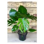 Monstera Deliciosa Deve Tabanı 30-60cm