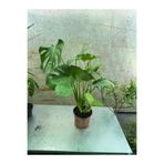 Monstera Deliciosa Deve Tabanı 60-70 Cm