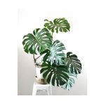 Monstera Deliciosa Deve Tabanı 80-100 Cm