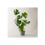 Monstera Deliciosa Deve Tabanı Büyük Ve Dolgun Boy 90 110 Cm, BTSR319