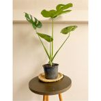 Monstera Deliciosa Deve Tabanı Orta Boy 45-50 cm