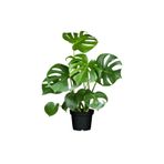 Monstera Deliciosa Deve Tabanı Salon Ofis Bitkisi 70 Cm