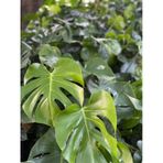 Monstera Deliciosa Dolgun Deve Tabanı Çiçeği 30-60cm 1 Adet