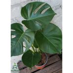 Monstera Deliciosa Dolgun Deve Tabanı Çiçeği 30-60cm