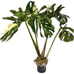 Monstera Deliciosa 'Thai Constellation' (Deve Tabanı)