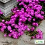 Mor Acem Halısı Fidanı 10-20 Cm