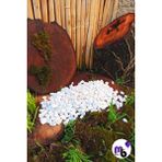 Mor Balon 2 kg 1 - 2 cm Dolomit Taş Tamburlanmış Beyaz Dekoratif Taş